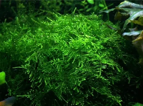 Taiwan moss - taxiphyllum allternans mech