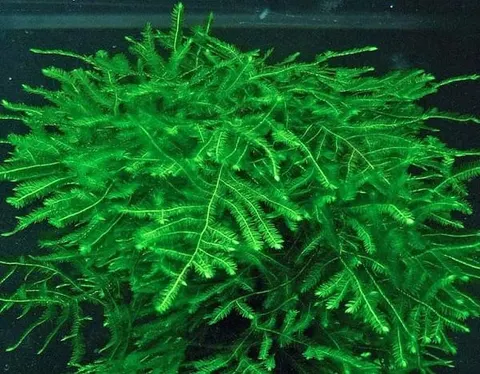 Spiky moss głęboka zieleń mech akwarium rarytas