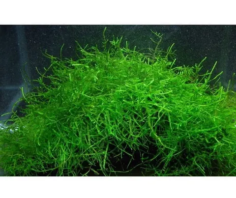 Mech jawajski java moss łatwy w uprawie