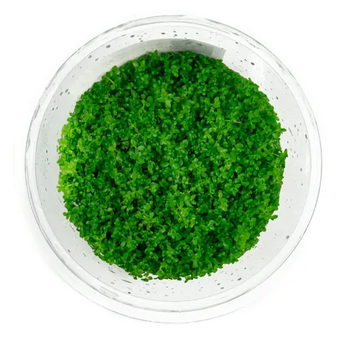Hemianthus callitrichoides cuba kubek 10cm in vitro