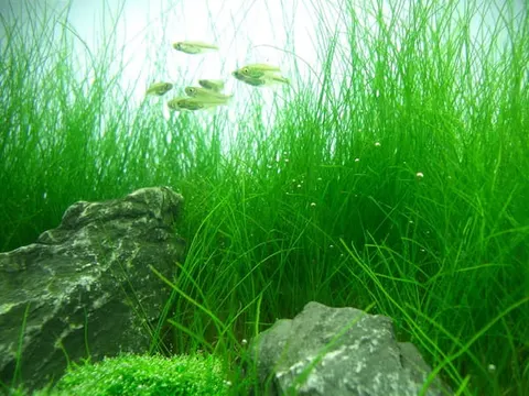 Eleocharis acicularis ponikło in vitro 50szt