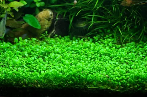 Glossostigma elatinoides porcja 2x2cm