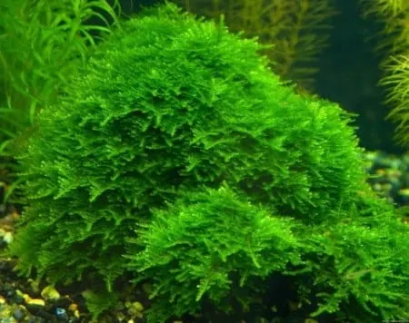 Peacock moss - bardzo dekoracyjny mech