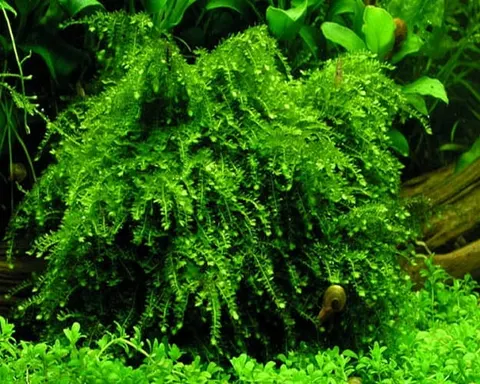 Weeping moss mech kapiący