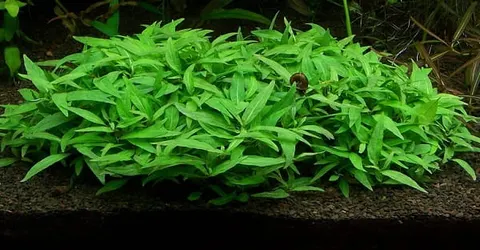 Staurogyne repens in vitro porcja roślina do akwarium