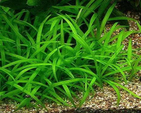 Sagittaria subulata - strzałka 5 sadzonek in vitro