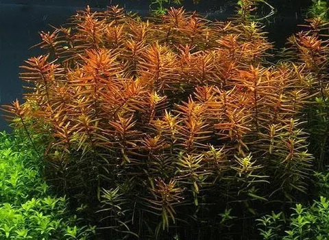 Ludwigia arcuata ludwigia drobna 10 sztuk in vitro