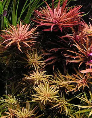 Limnophila aromatica 4 sadzonki in vitro
