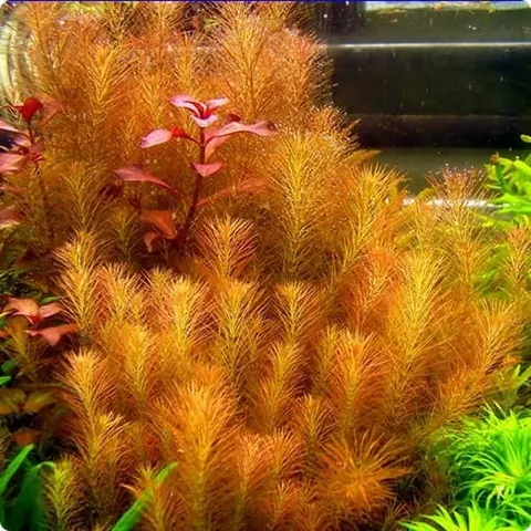 Rotala wallichii in vitro 10 sadzonek
