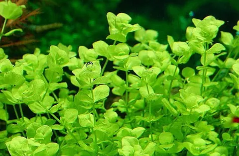 Micranthemum umbrosum okrągłolistne in vitro 15 sadzonek