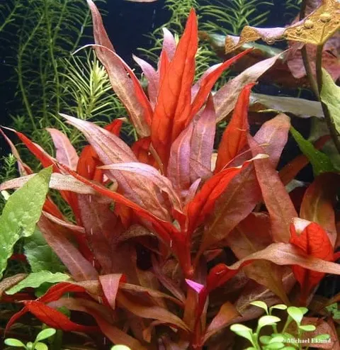 Alternanthera reineckii 5szt. In vitro