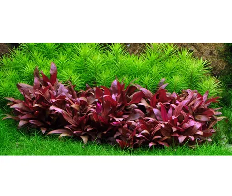 Alternanthera reineckii red mini 2szt. In vitro