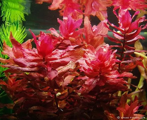 Rotala macrandra wspaniała 5szt. in vitro