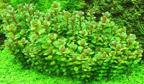 Ammania sp bonsai rotala in vitro