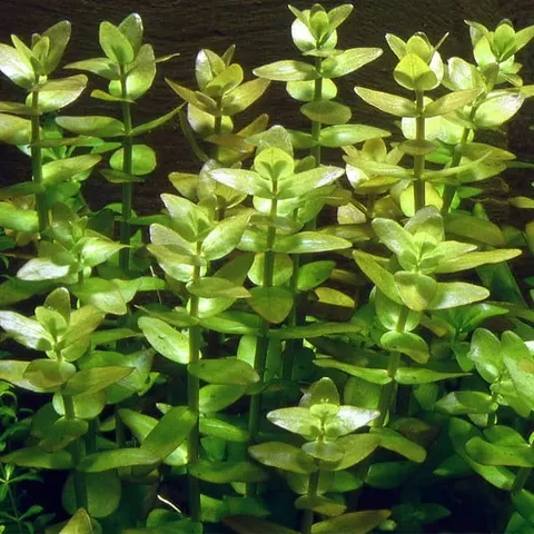 Bacopa caroliniana bacopa karolińska In Vitro 5szt