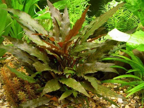 Cryptocoryne Wendtii Brown In Vitro porcja 2 sadzonki