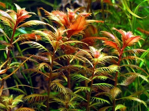 Proserpinaca palustris pełzacz bagienny in vitro
