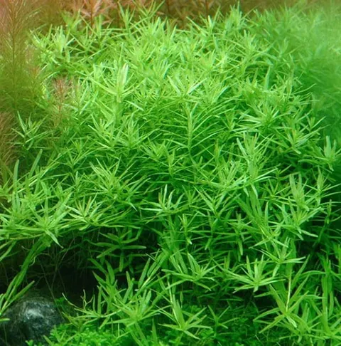 Rotala sp. Green in vitro porcja 5szt