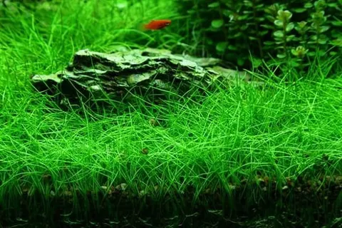Eleocharis parvula sitowie 100 sadzonek