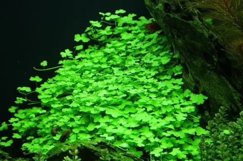 Hydrocotyle japan tripartita in vitro