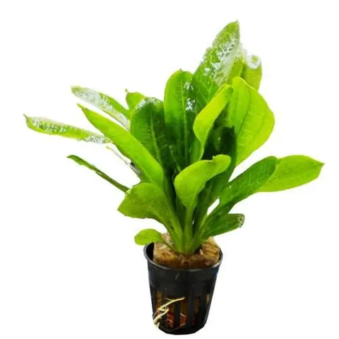 Echinodorus parviflorus tropica żabienica mini koszyk roślina do akwarium