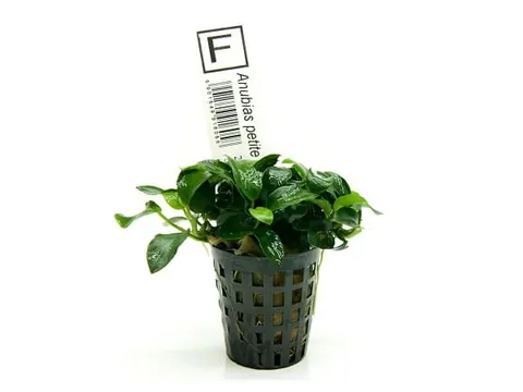 Anubias Petite najmniejszy bonsai koszyk roślina do akwarium