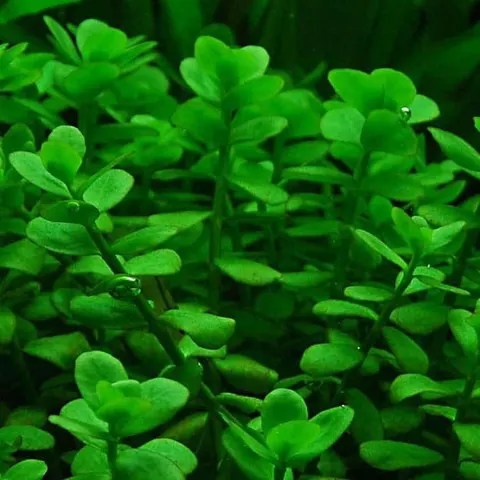 Bacopa monnieri bakopa drobnolistna koszyk xxl