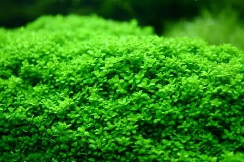 Hemianthus callitrichoides cuba porcja 10x10