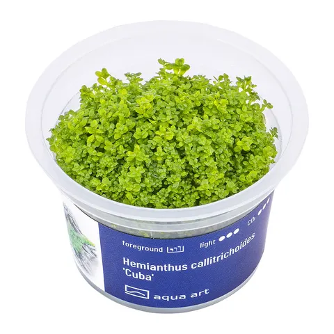 Hemianthus callitrichoides cuba kubek 6cm in vitro