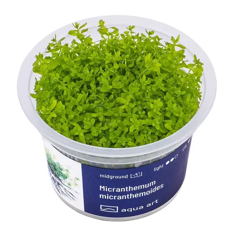Hemianthus micranthemoides duży heniek 6cm kubek in vitro