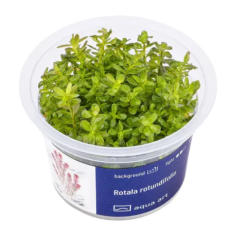 Rotala rotundifolia in vitro kubek 6cm