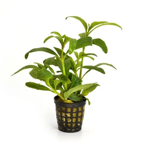 Hygrophila balsamica roślina do akwarium koszyk XXL
