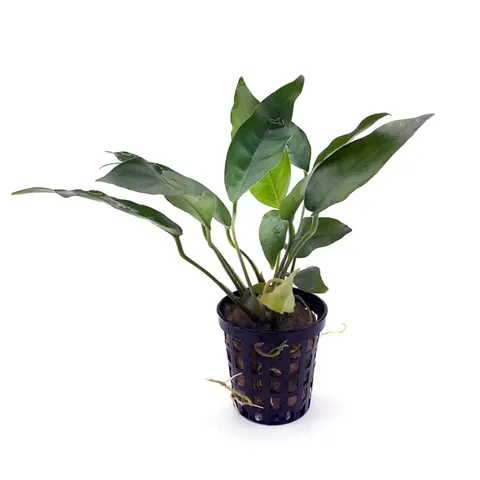 Anubias heterophylle roślina do akwarium na korzeń Koszyk