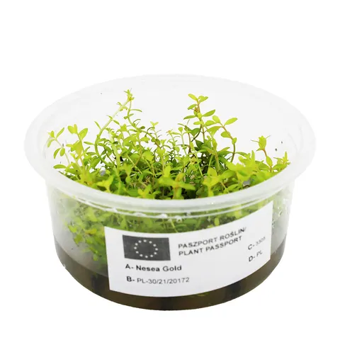 NESEA GOLD in vitro kubek 10cm