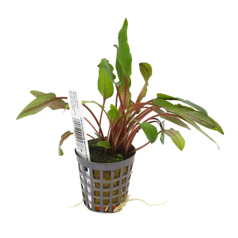 MASTA Cryptocoryne beckettii roślina do akwarium