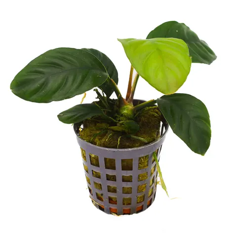 MASTA Anubias coffefolia roślina do akwarium