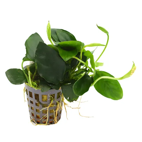 MASTA Anubias Nana roślina do akwarium