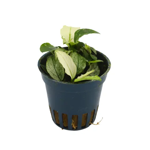 MASTA Anubias Pinto roślina do akwarium