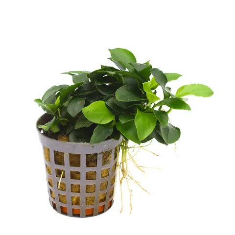 MASTA Anubias Bonsai roślina do akwarium Koszyk