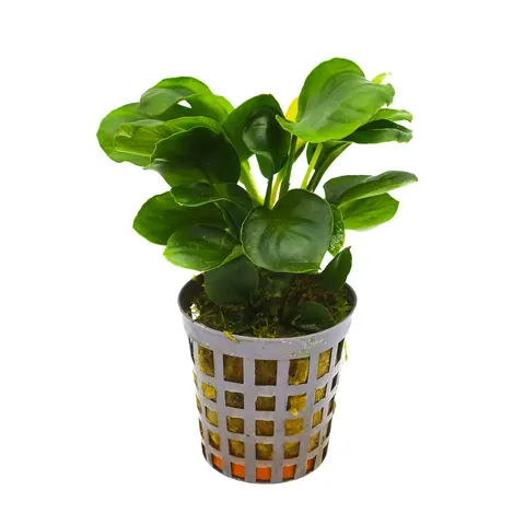 MASTA Anubias Coin Leaf koszyk roślina do akwarium