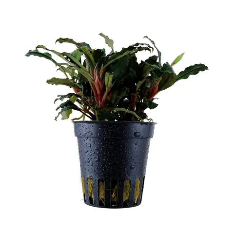 Bucephalandra Red Mini roślina do akwarium Koszyk