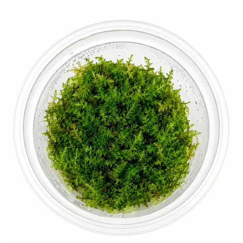 Christmas moss kubek 5cm in vitro