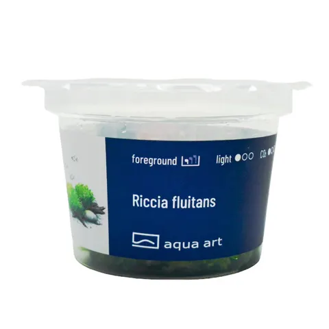 Riccia Fluitans Wgłębka Wodna In Vitro Kubek 6cm