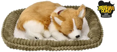 Oddychający szczeniaczek Corgie
