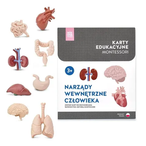 Karty Montessori NARZĄDY WEWNĘTRZNE CZŁOWIEKA + plakat + figurki + memo