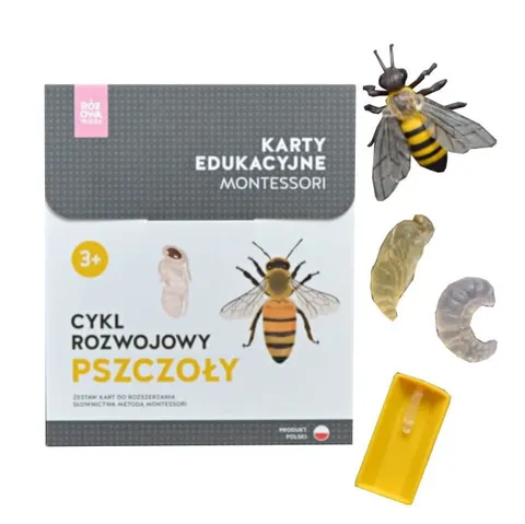 Karty Montessori CYKL ROZWOJOWY PSZCZOŁY + figurki