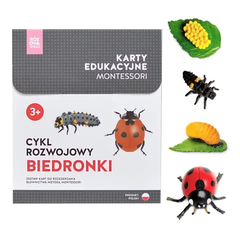 Karty Montessori CYKL ROZWOJOWY BIEDRONKI + figurki