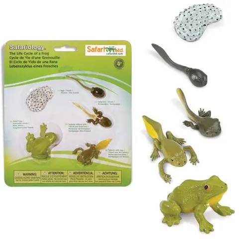 Cykl życia żaby - zestaw figurek, Safari ltd.