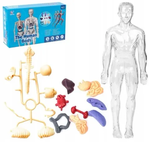 Model anatomiczny ludzkie ciało transparentne
