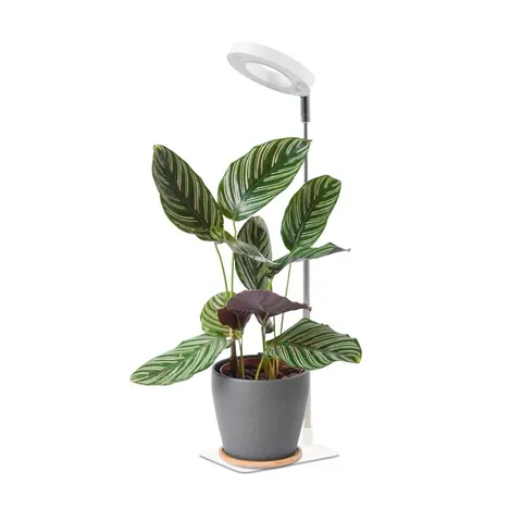 Lampa do roślin LED VERDI V2 5W 1300K biała Kobi Design